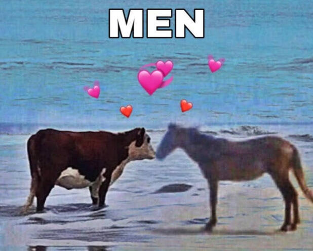an image of a cow and a horse at a beach together. ocean waves are behind them as pink and red emoji hearts float above their heads. the word "MEN" is at the top center of the image.